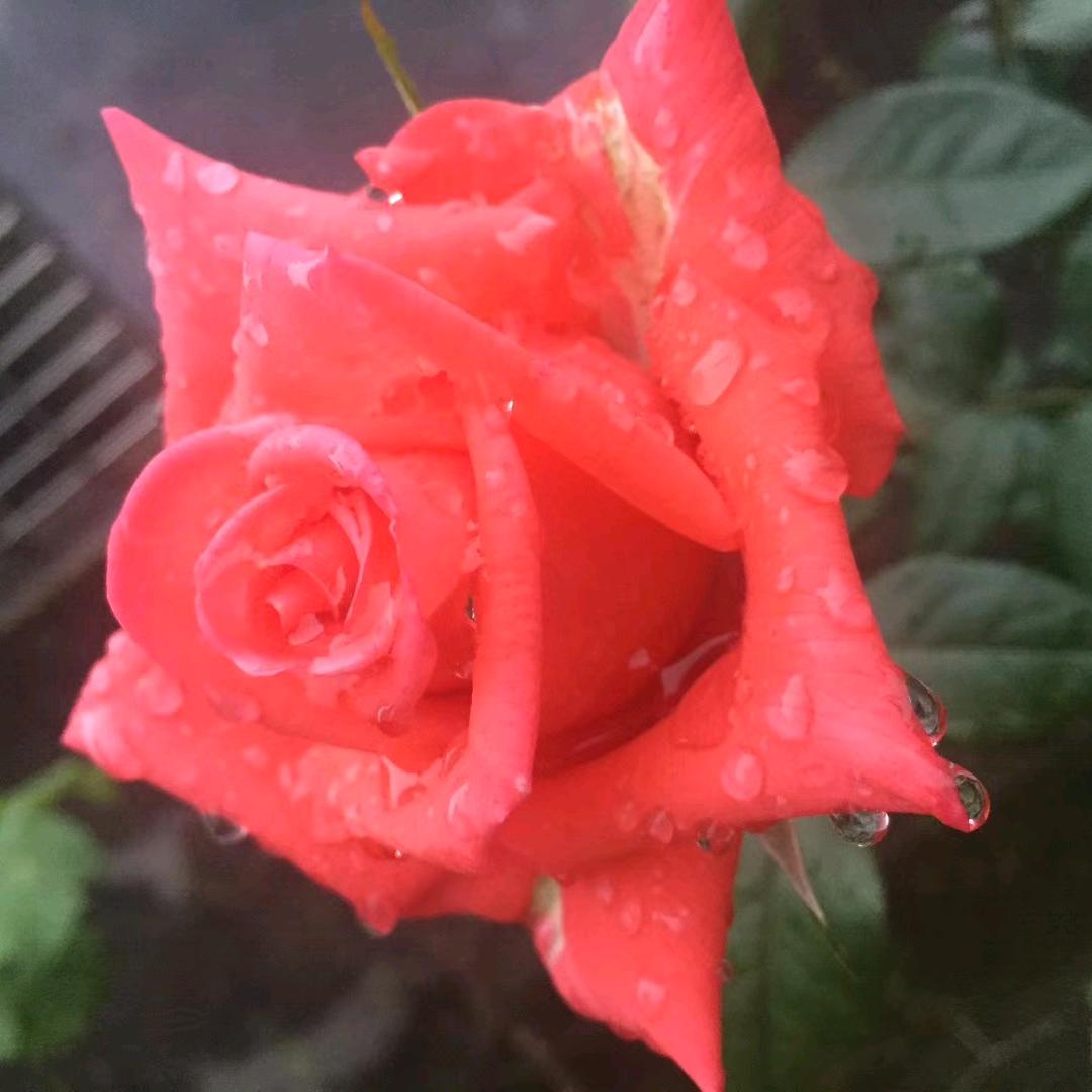 回忆都是泪〈拒绝私聊）