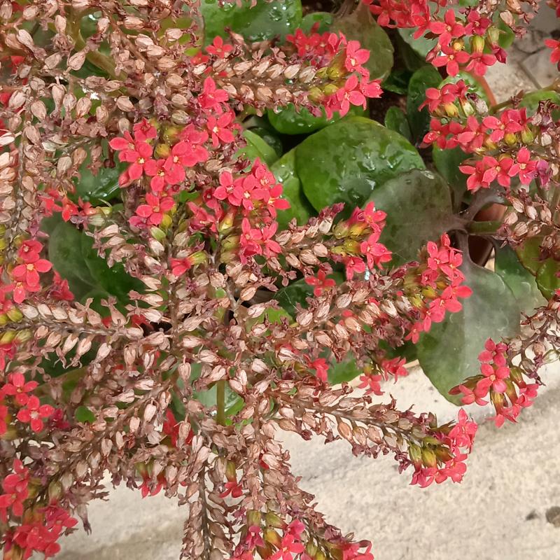 锦环