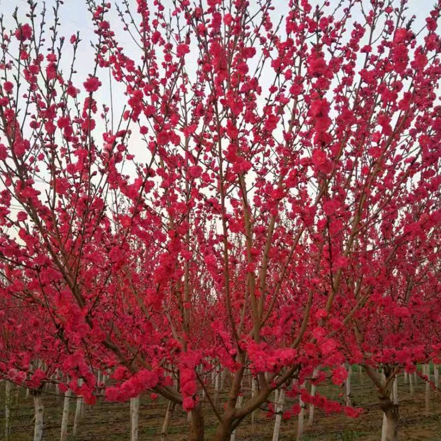 陕西《绿化苗木》瓜果军哥