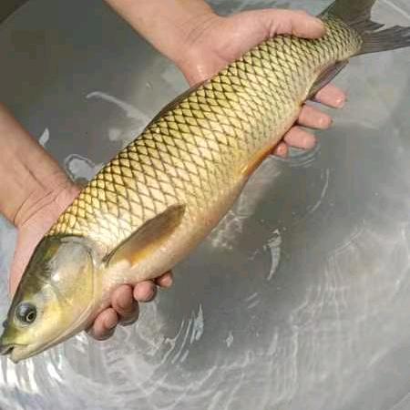 华佗诚信购物广场③