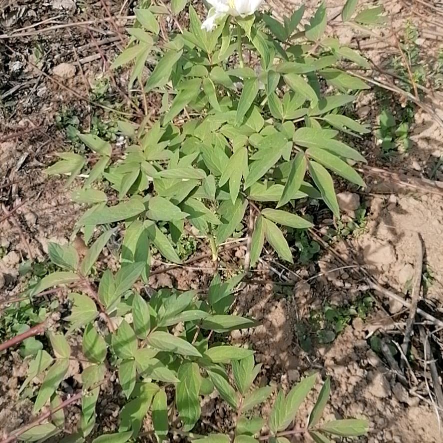 银河字牌广告装饰