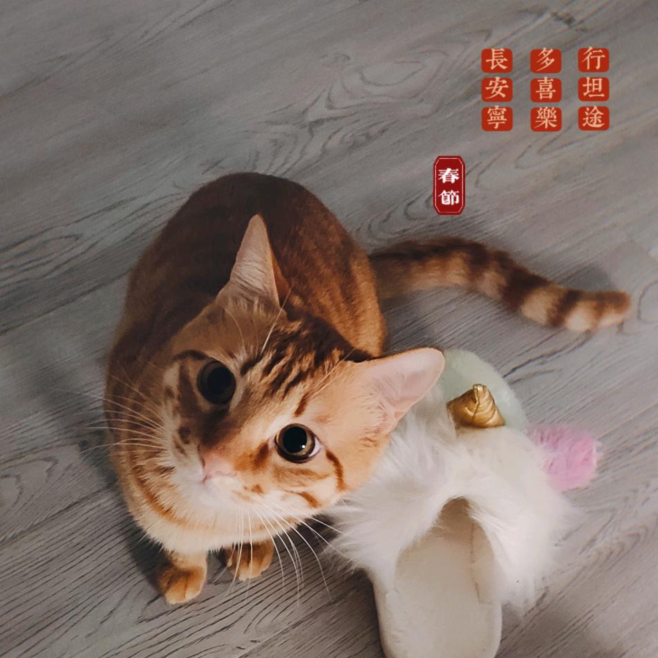 想开飞机的李元宝