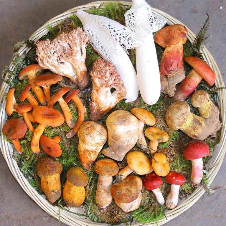 食野之南（野生菌产地直发）