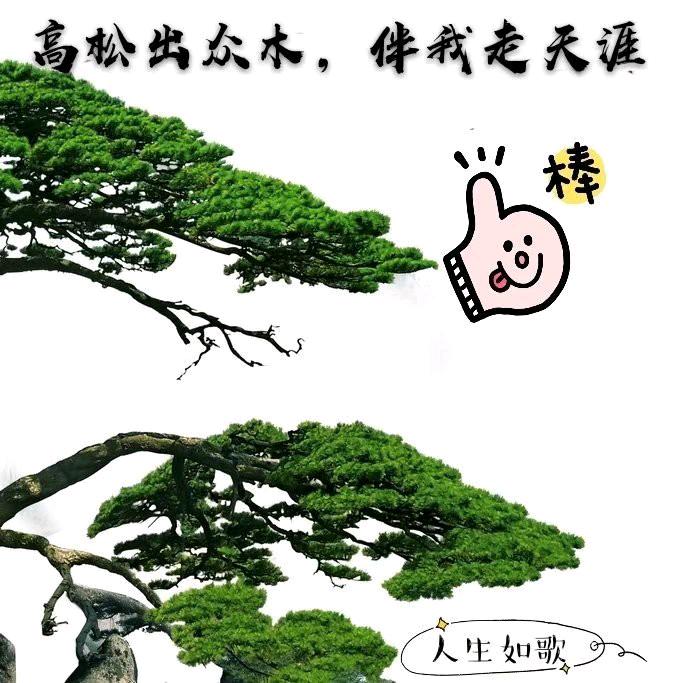 人生如歌