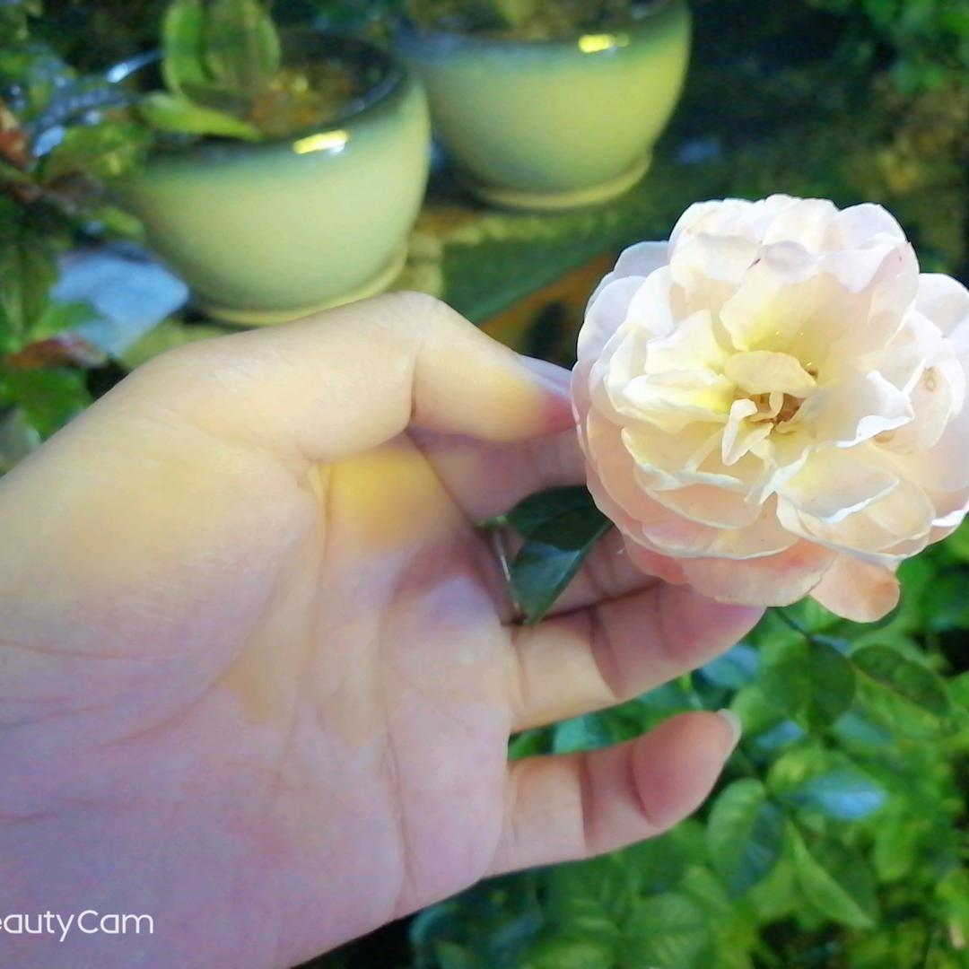 好吃的杨梅（互粉）