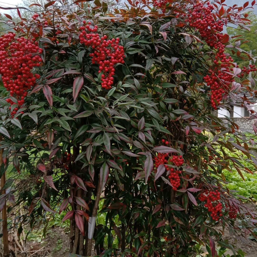 ٩(⊙o⊙*)و好！很有精神 ！