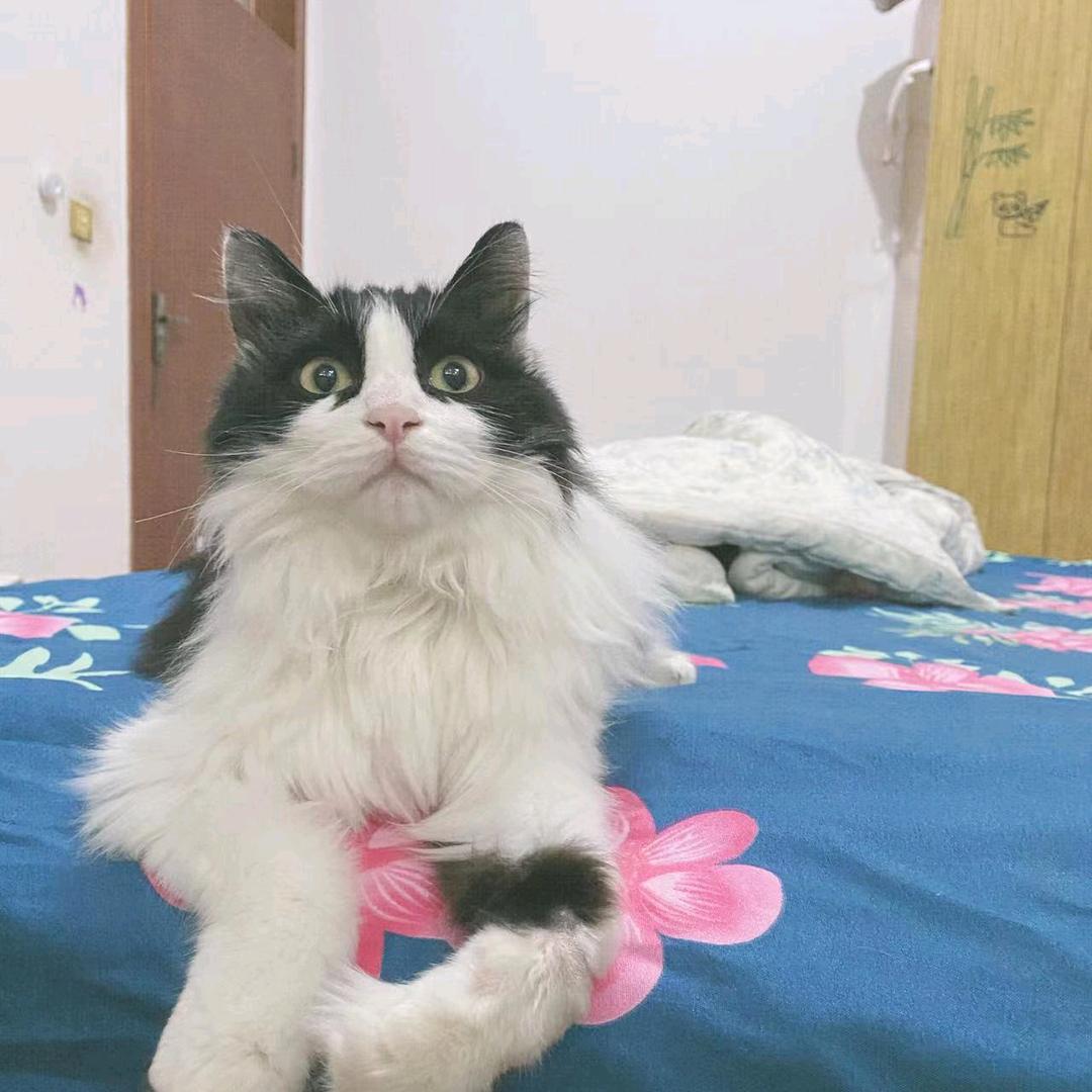 素素.
