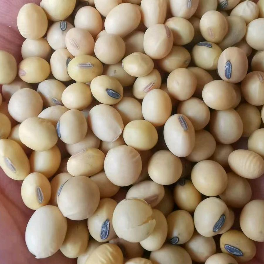 沙漠鲤鱼 渭南赵军