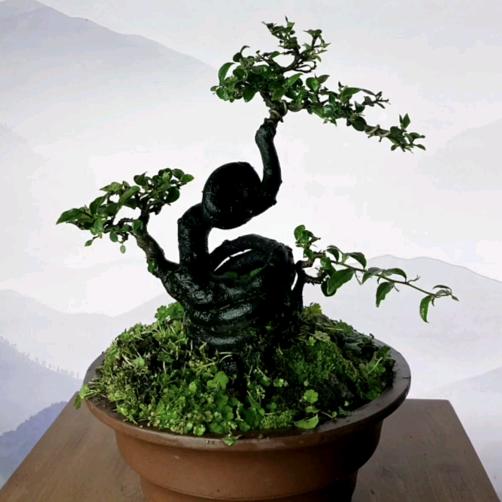 瓶兰轩盆景苗圃