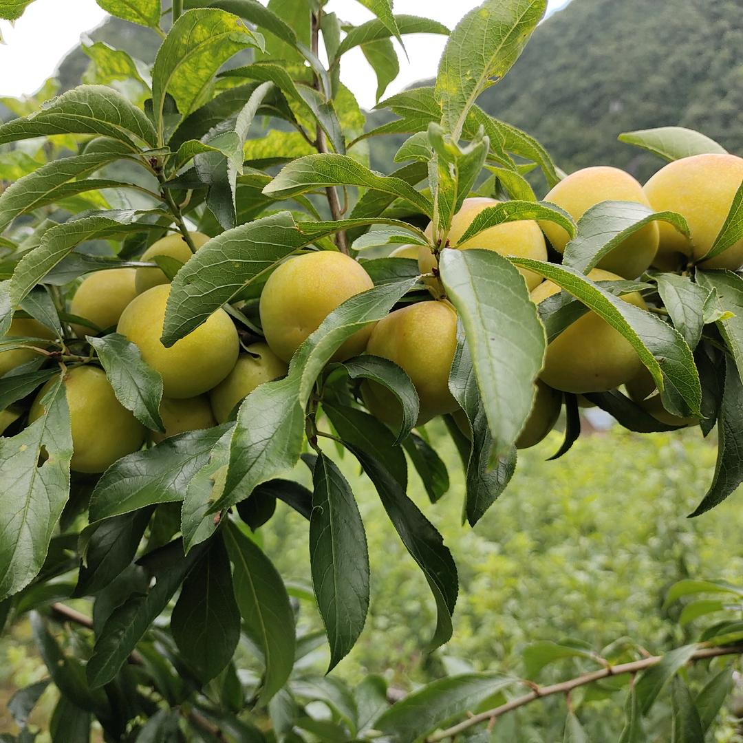 福哥（赵财进宝）