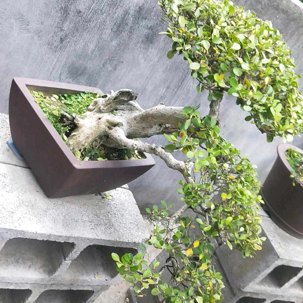 一抹阳光