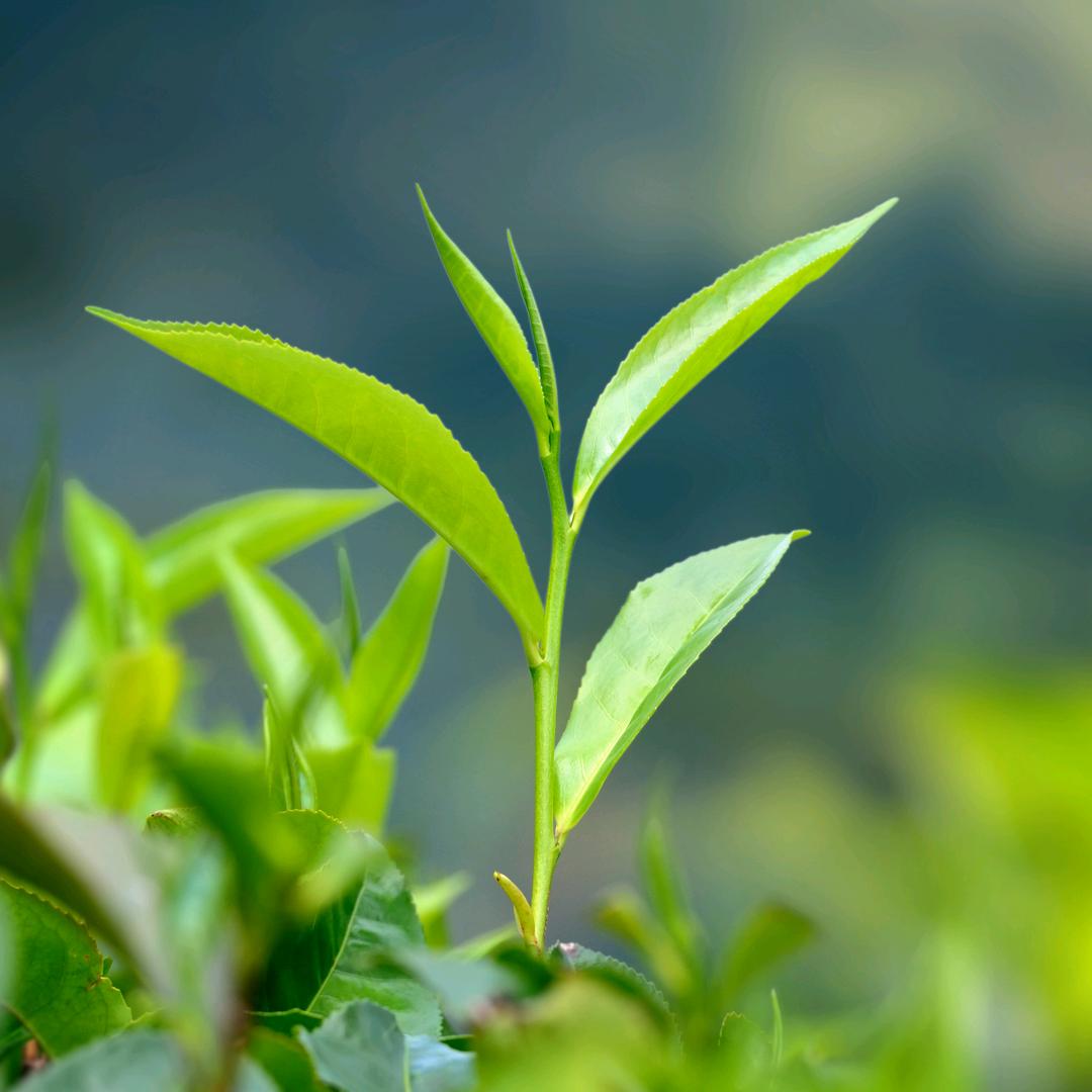 好茶一盏