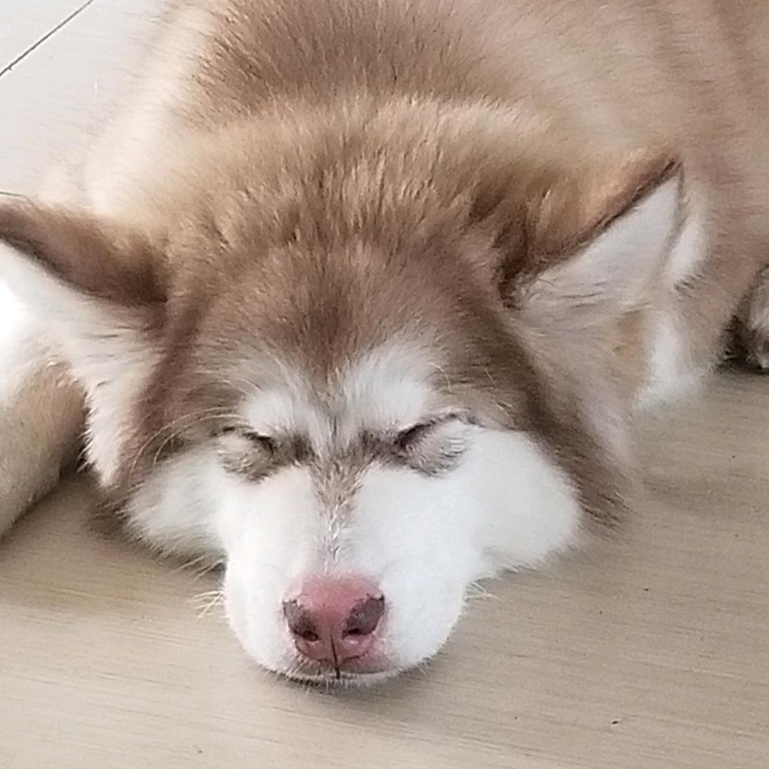 阿拉“撕家” 奶茶妹