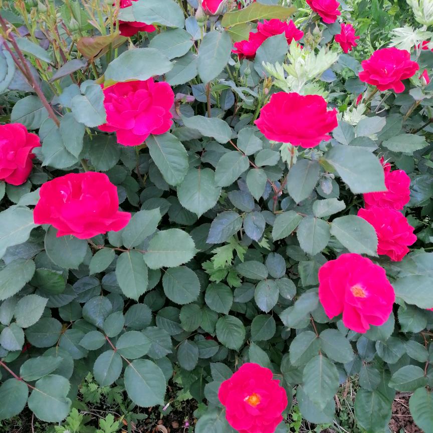 颍上县连笑水果品尝园