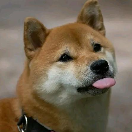 舒克灬