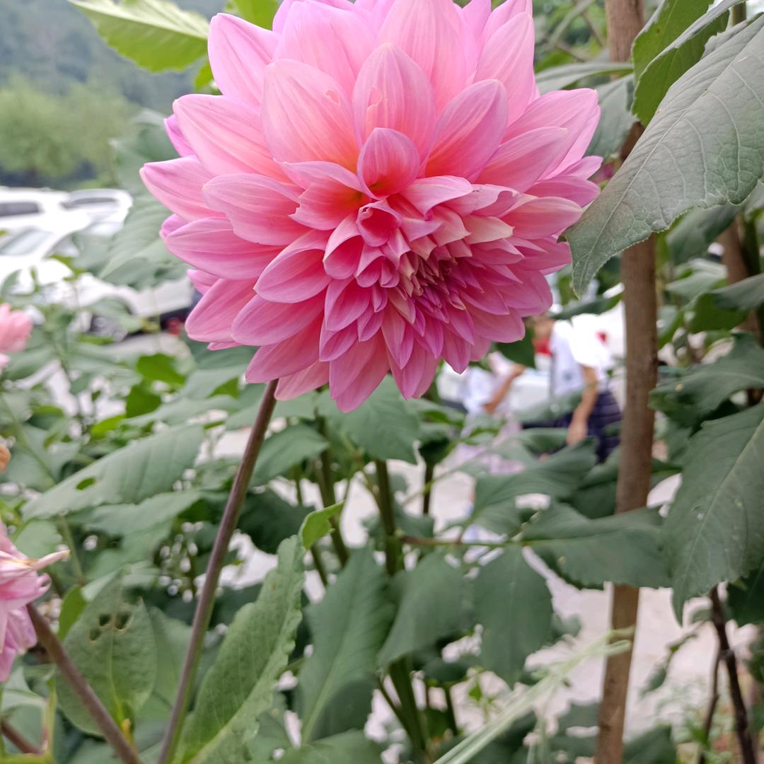 金枝玉叶