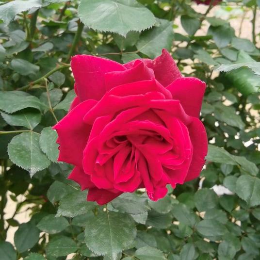 康爱折扣店店长俊红