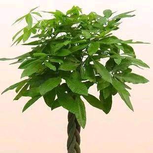 无语@ 〈独宠老晋〉