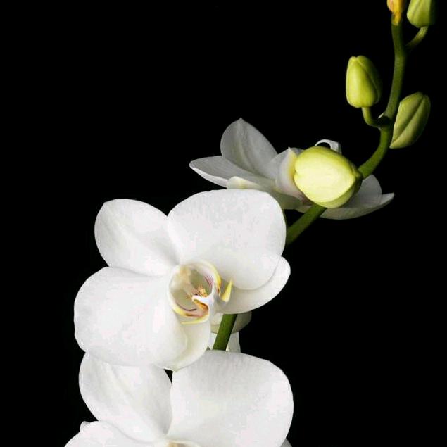 笑起来真好看5729912835364