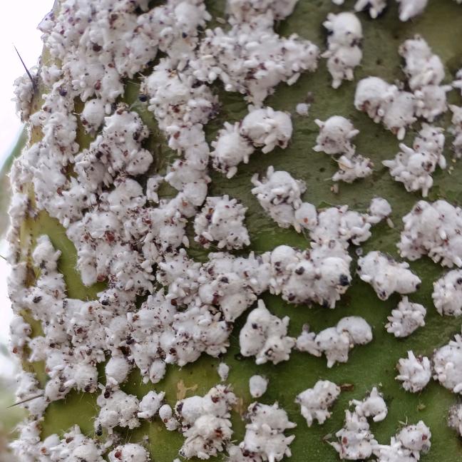 祥云憨农花卉店的小店