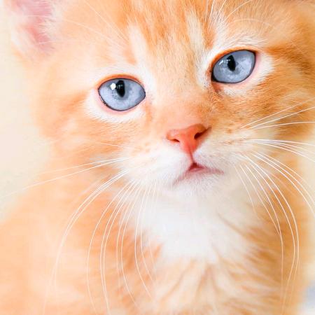 AQSZhang依然杰虹