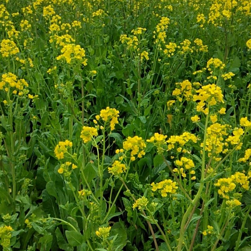 沐延，沐晨的奶奶
