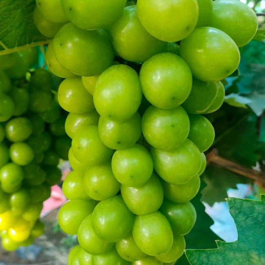 临沂苗万家苗木有限公司企业店