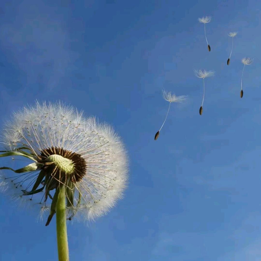 飞燕