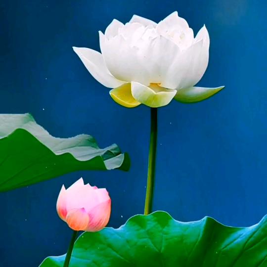 看清了就看轻了