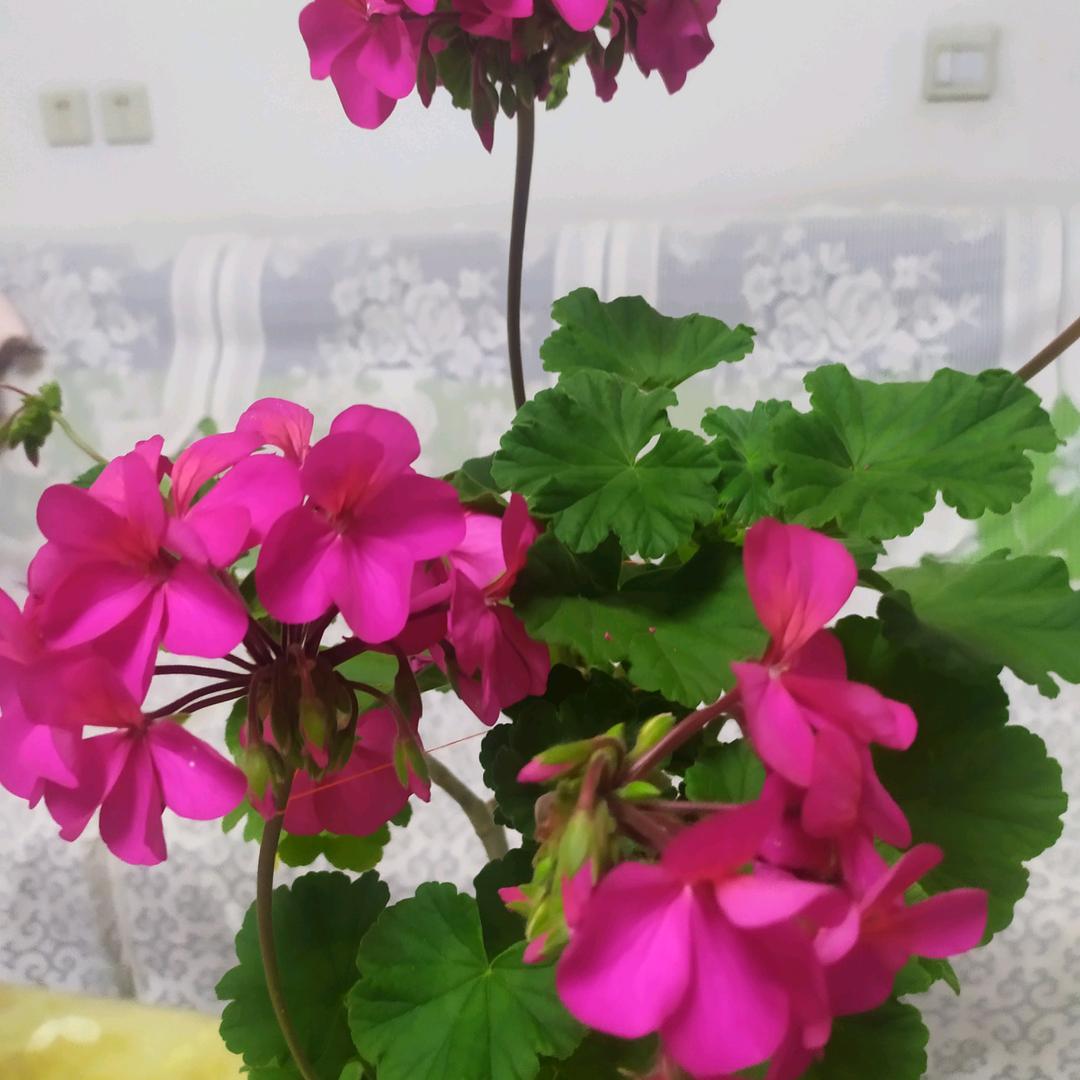 芝姐