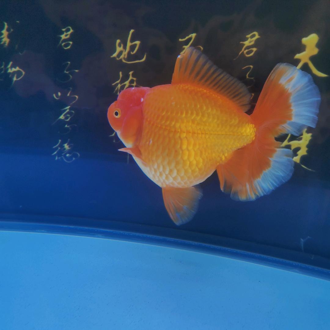 小姜金鱼