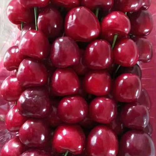 四十里—唐金花