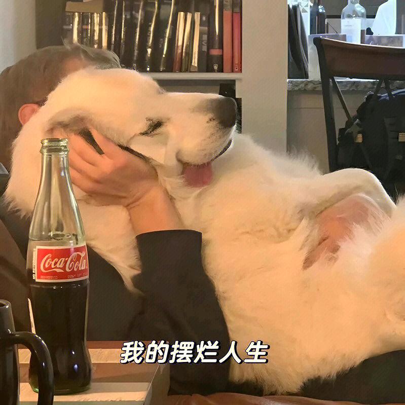 奶糖的摆烂人生