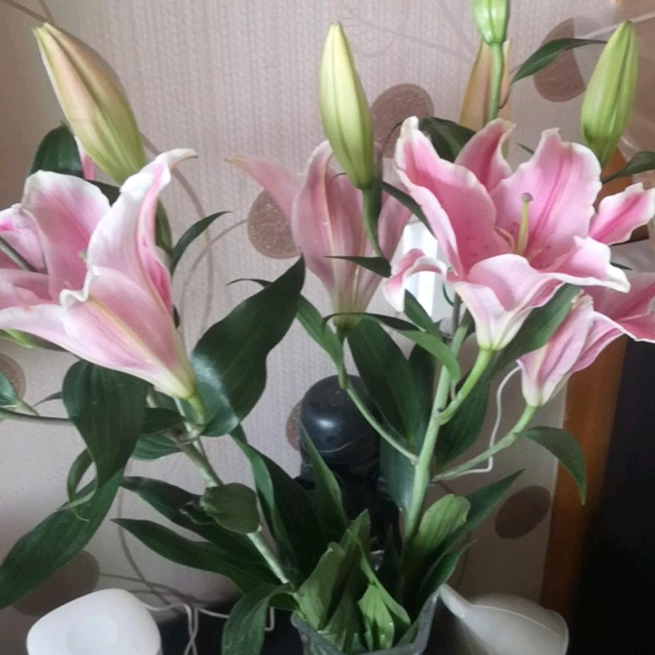 你若安好，便是晴天☀️