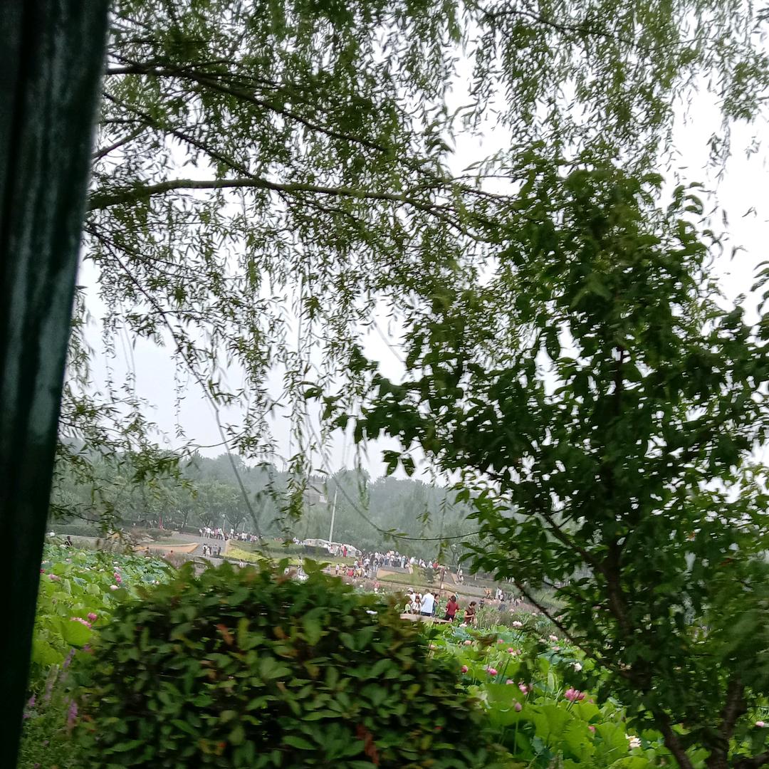 秋雨