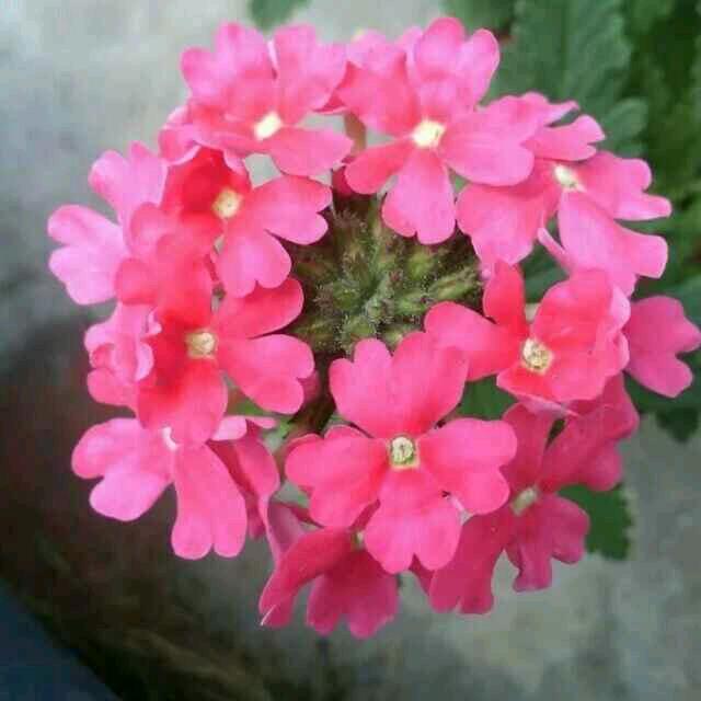 老LI