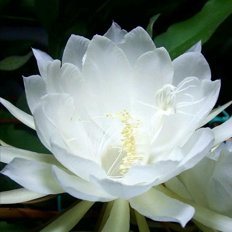 ℳঞ灵 ꦿ魂  ໌້ᮨ꧔ꦿ᭄康哥