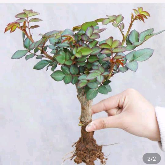 锋