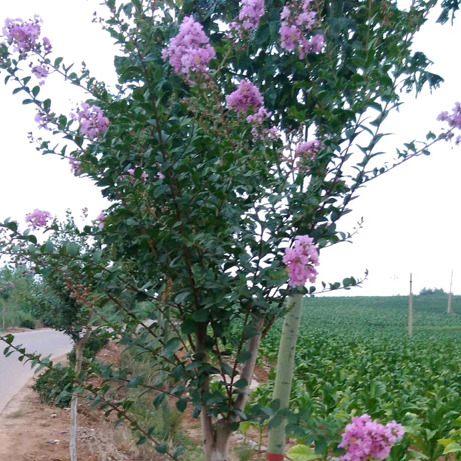 红尘有你才快乐