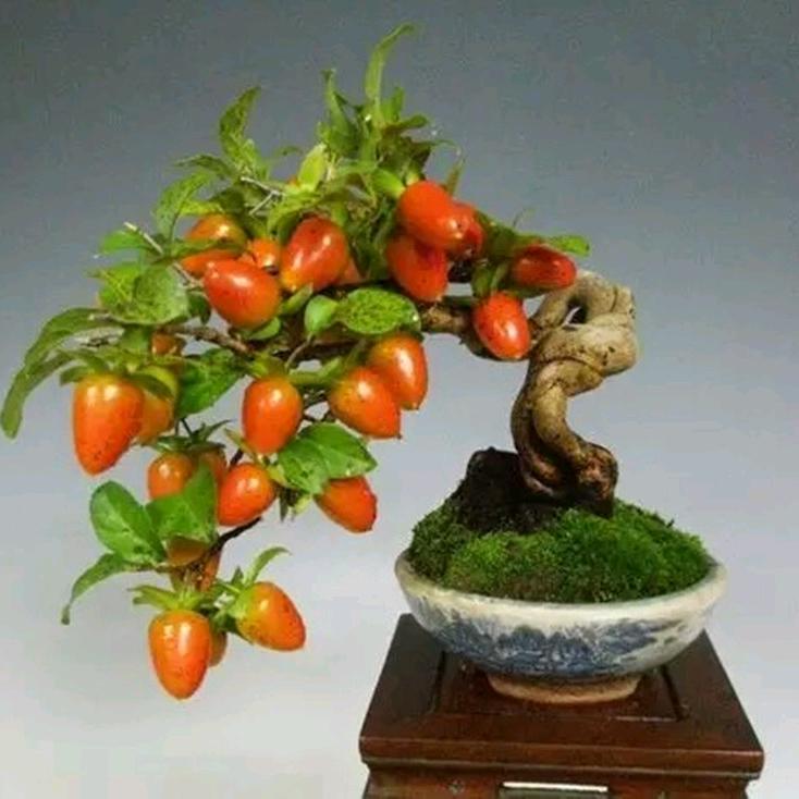 盆栽植物