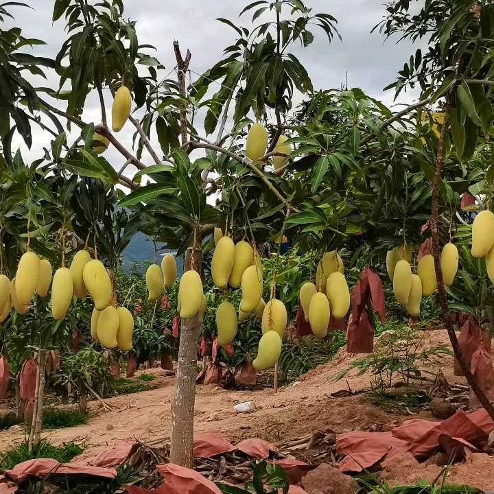 景东欣隆晚芒植保站