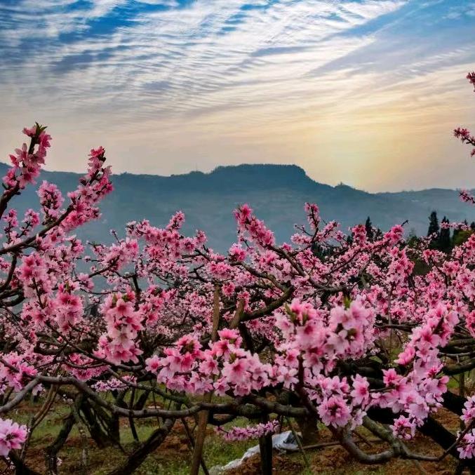 一朵无名花