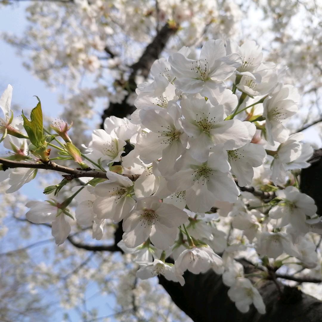 阿娟月嫂🌸🌸
