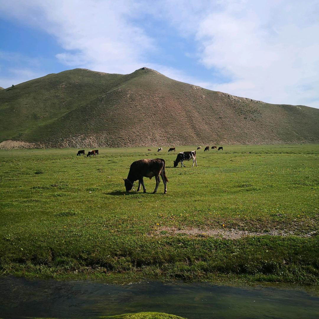 运牛小七—红烧牛腩