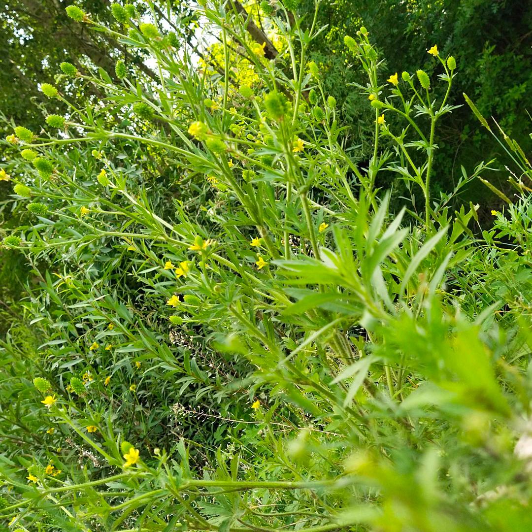 🌾可乐🌿