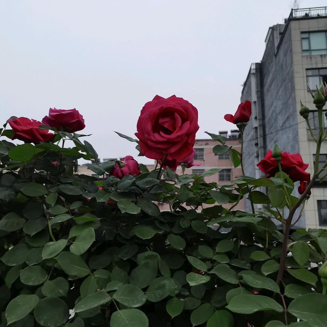 宏哥