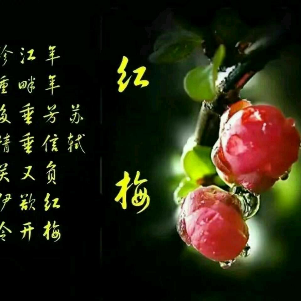 红梅