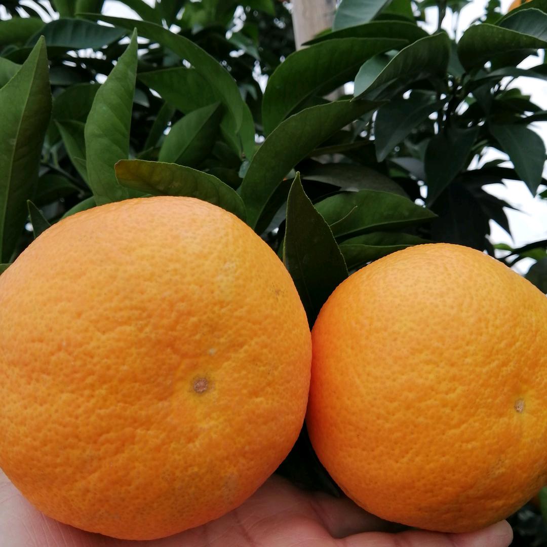 种果果儿的农民