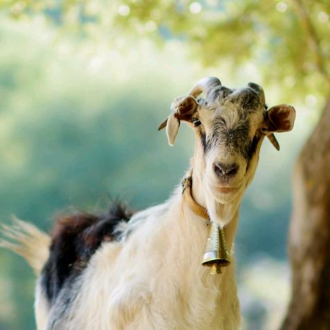 御庭游戏发行人