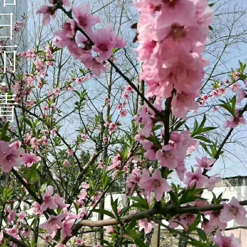嗳，小宝贝